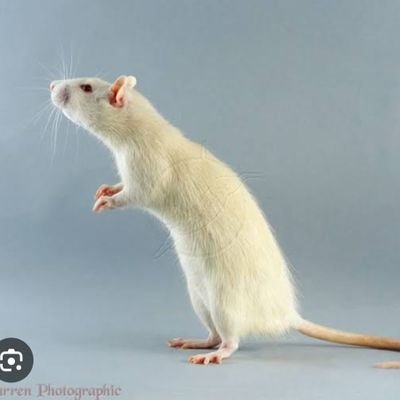 rat54256's profile picture. 💯💯💯💯💯💯💯💯💯💯💯💯💯💯💯💯💯💯💯💯💯💯💯💯💯💯💯💯💯💯💯💯💯💯