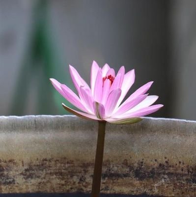 sujaypai's profile picture. 