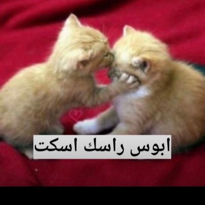 Mxttiaa1's profile picture. 🇮🇹 @qeriikk @Slwmmrr12 @marcuyy1 @lfxliii @s7mpll