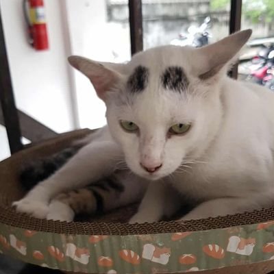 OatTanawat6's profile picture. โอตะตัวจริง