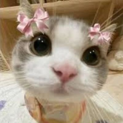 venus060307's profile picture. linda e agridoce.