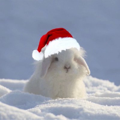 bunnyluvr__'s profile picture. CEO of #bunnytwt - Owner of 3 beautiful bunnies! - Right Wingers get blocked