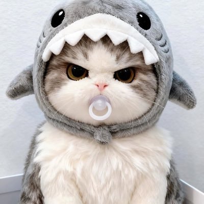 qies813's profile picture. 🐈‍⬛🐕‍🦺 🐾₊⁺ poohpavel ✨🪐｡⋆*‧*¨*• .⁎͜:⁛ →→→→→（੯‧̀͡u\ If you also like poohpavel, welcome to follow me. /•᷅•᷄\୭）