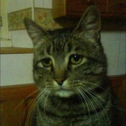 homixide55555x's profile picture. zZ