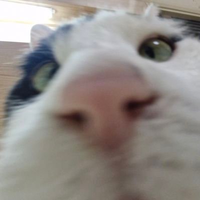 go0ogo0omyaaa's profile picture. 고고...먀!