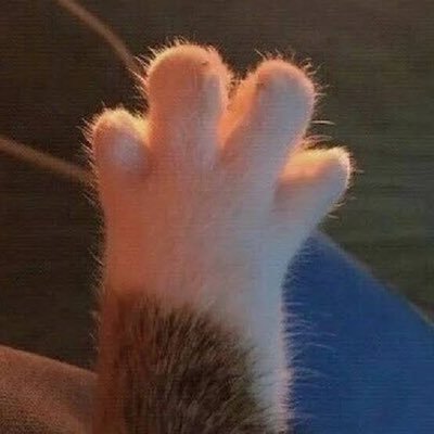 Raine31416203's profile picture. fan account || 🌊🐺😺☁️ ‘อยู่ดูนุโตขึ้นไปด้วยกันน๊า 18/06/22’