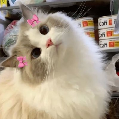 developer_3108's profile picture. A passionate iOS Developer from India. | It's all about cøøding 💻 #CodeLife