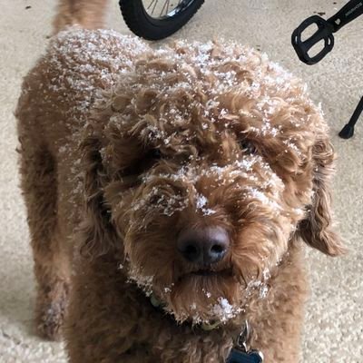 Choco_kiiu's profile picture. 𓄹 ࣪ . ݁   ⊹₊   ꒰͜͡ ྀ ͜͡꒱  ٬   ໒ ͚.ི 子犬の愛  ٬ ࣪˚˖𓍢ִ໋      𝑠ℎ𝑒/ℎ𝑒𝑟 ~ 17      𝜗᭪     𝑛𝑜 𝑑𝑛𝑖 ~ 𝑖𝑓𝑏   𓂺     #pinkytwt #obslovetwt #nekopara    ⪩⪨꙳⋆