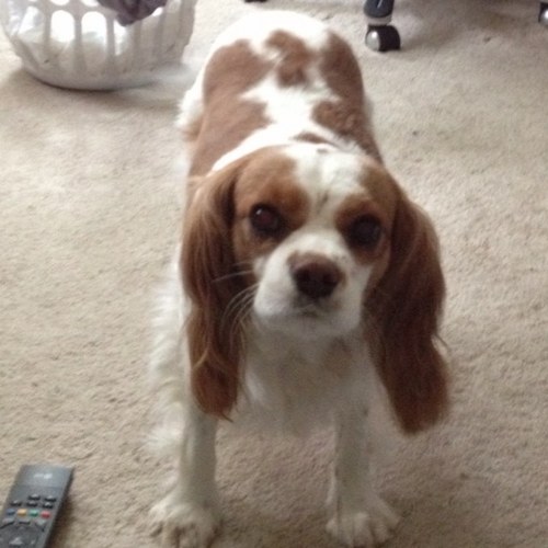 katiebee7289's profile picture. 