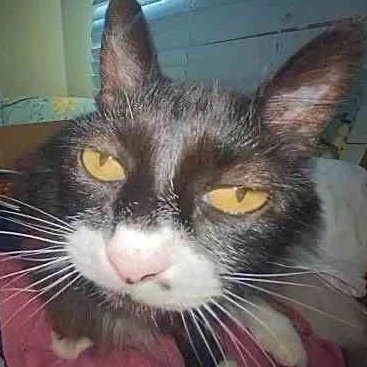 ZigZagger333's profile picture. 