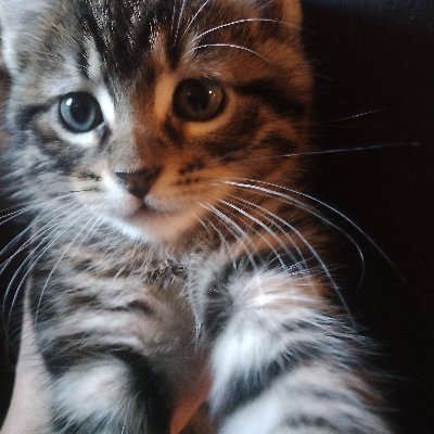 LaMierdaDeDios's profile picture. libertarian or whatever