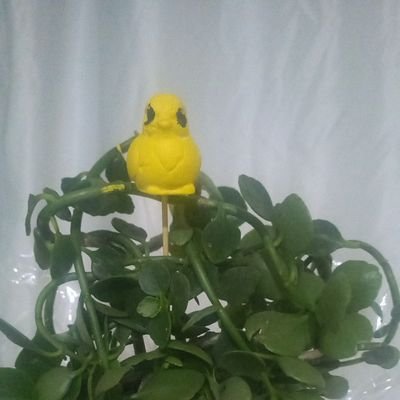 Zerrin87305's profile picture. 