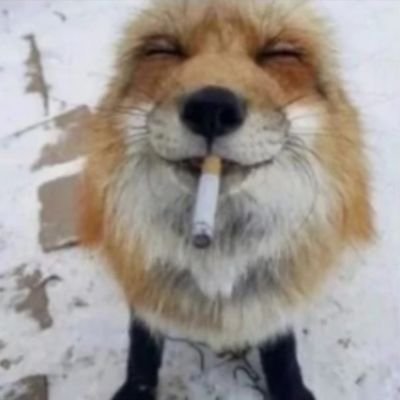 Adri_FGC's profile picture. 20| She/They | poly | Fox/Falco | MINORS DNI 🔞 |
Kofi: https://t.co/w3HuG07vPJ |OOMFS ONLY https://t.co/2Xuliff8B8