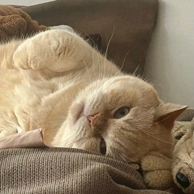 SaraFreeIran's profile picture. FEMME, VIE, LIBERTÉ