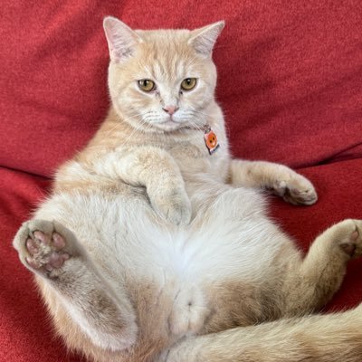 SotoTrash's profile picture. barely alive. more active on IG
https://t.co/HbyPs4vCYS

📧 hello@yuwandabagus.com