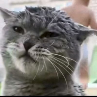 Kyutinyy's profile picture. 🏳️‍🌈