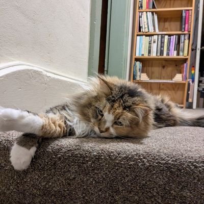 kdjdkdmjddkndeb's profile picture. dum spirno spero