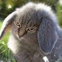 GRN_ALT's profile picture. Why is it all so GREEN?