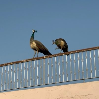 Sumtisharma4799's profile picture. Fun Guy, love Tech,love good, love my workouts, 
or kar lenga add yaad ane par 😁