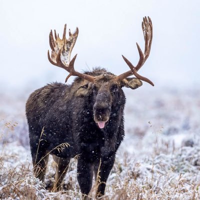 TheWildEarth's profile picture. Where nature speaks and the wild listens. 🐾 Capturing life in its raw, untamed form. 🌿.