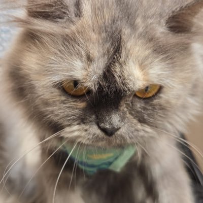 singh_565b's profile picture. रुद्राक्ष हो या इंसान, एकमुखी बहुत कठिनता से मिलते है 💔🖤💔