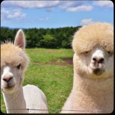 naipacapaca's profile picture. エスパルスサポ🍊たまにMYFC🟣どっちも箱推し 現地で喋れるサポ仲間を作りたくて始めました🙋‍♂️他サポ様歓迎です！無言フォローお気軽に（＾ω＾）FF関係なくいいねしてます👍 犬派だけどすみっコはねこ推し🐈