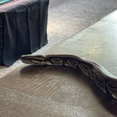 Pythonsxs6's profile picture. I don’t play so don’t play me