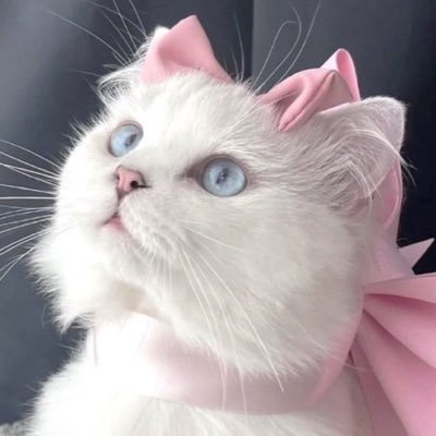 SatinTweety's profile picture. 