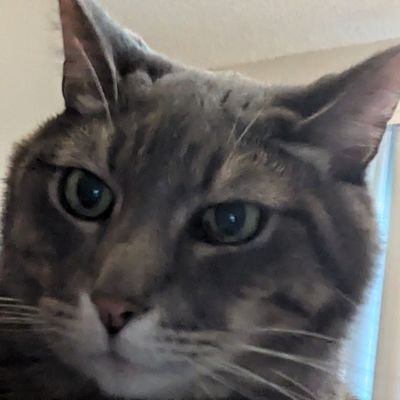 zombiesatekatie's profile picture. A virtual diary of sorts.