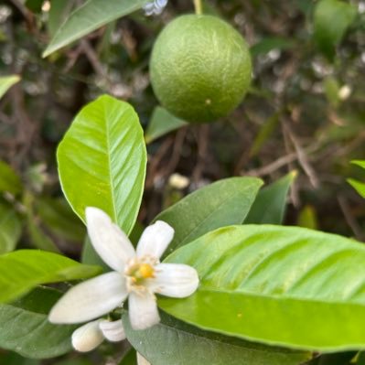 glidemode's profile picture. ༄ ενθεα ορμή ༄