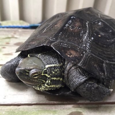 kusagame9371's profile picture. ワンちゃん、ハリネズミ 、クサガメ、イシガメ、ミスジドロガメ、ギリシャリクガメ、ヒョウモントカゲモドキ、アオジタトカゲ、コーンスネーク、シマヘビ、ウーパールーパー、魚類など楽しく飼育をしてまーす٩(๑❛ᴗ❛๑)۶