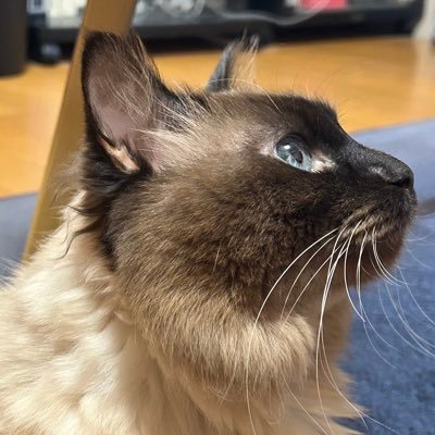 _96gal's profile picture. フォロリク通しません🙇‍♂️