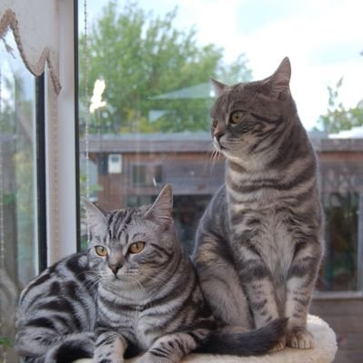 ozziecat1's profile picture. I'm Ozzie a BSH cat I went OTRB🌈after a brave battle with Lymphoma on 14/6/16 aged 7 My Sister Jasmine went OTRB 11/4/25 https://t.co/pZcKrLq0eM