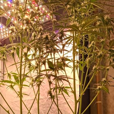 talibandeide's profile picture. FROM HELL DO HELL