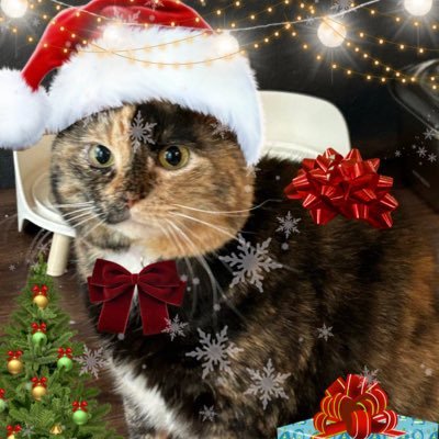 MissyElliotCat's profile picture. ☆ 8 yr old tortie rescue w a 2 yr old pom brother ☆ run by mommies j (they/them) & y (she/her) ☆ 🇵🇸🇲🇽🏳️‍🌈🏳️‍⚧️ ☆ no ai!!! ☆