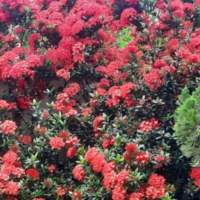 MayconOrdizo's profile picture. 