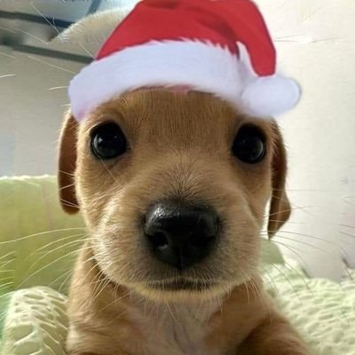 autumnlea_ves's profile picture. İslam ülkelerinde yaşamak istemiyorum - Dünyaya yardım çığlığı