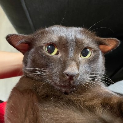 Scaleyy1's profile picture. @BlzEsp