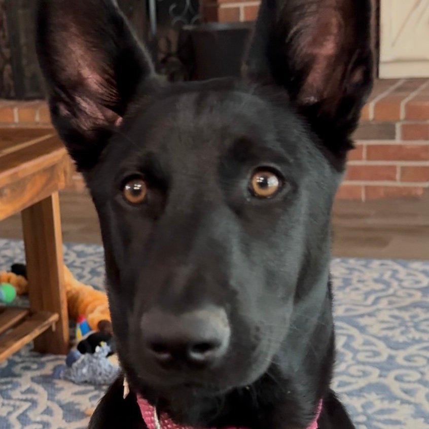 LibtardDem's profile picture. Trump supporter from day 1, President Trump is the Greatest President of our Lifetime