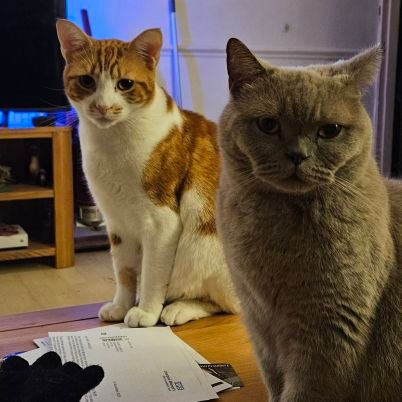 LilyRusty1's profile picture. Lily, British shorthair girl (02/08/20) Rusty, ginger boy (24/03/23) 🌈Tango🌈 Ginger boy (13/09/19) till 09/05/23 RIP 🌸 we are from Liverpool UK 🇬🇧☀️