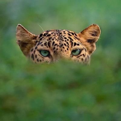 Ro3ewinxx's profile picture. @Elonrezeki892 got ss... trying hard to build this one! please note I use VPN to access better connections