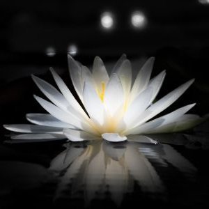 kuromunasuiren's profile picture. 