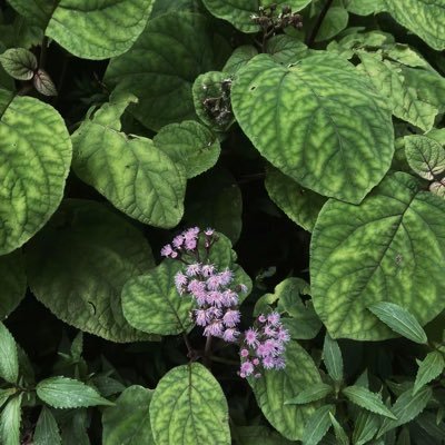 Rdn_cok's profile picture. 