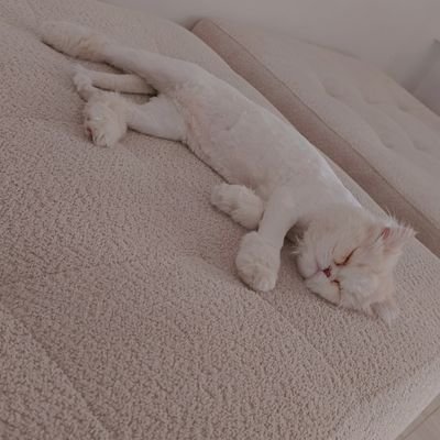 sh23shatha's profile picture. 