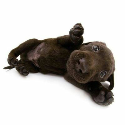 AnnihsNalu's profile picture. travamazonica de terras manauaras