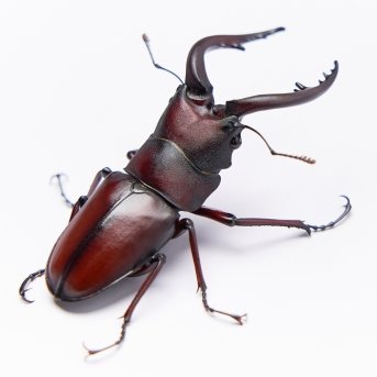 shoboi_miz's profile picture. We're Falling Higher