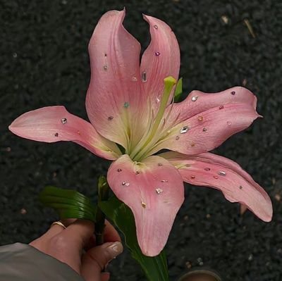 palsriady's profile picture. pindahan @ppalsriady |
work as research analysis helper | for fast respons hmu on https://t.co/usktjDZQtB | tele: palsriady | LINE: sssssscaa