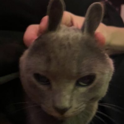 al1cewonderl4nd's profile picture. little baby kitty alice only 1 year old