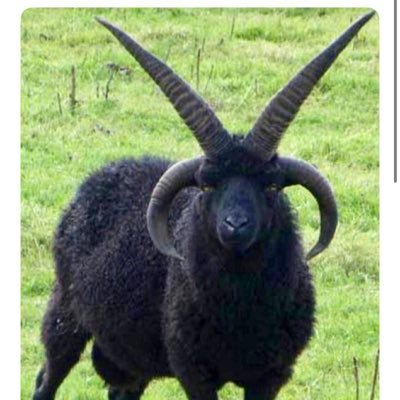 ygtnewsa0gq's profile picture. 