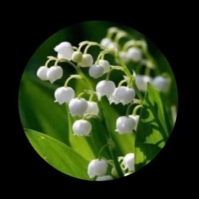 SilviaPT13's profile picture. ⭐️Membro #ColetivoEstrela⭐️@EstrelaComite Comunicadora nas Redes Twitter, Telegram, TikTok, e WhatsApp #SP #Lula #P